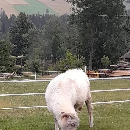 Lejlighed U Szostaka Bańska