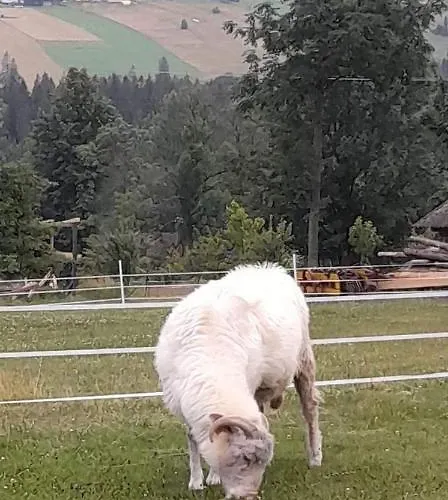 Lejlighed U Szostaka Bańska